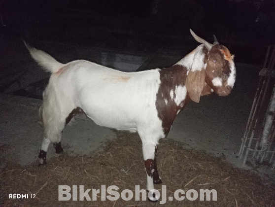 ইন্ডিয়ান তুতাপুরি জাতের ছাগল
